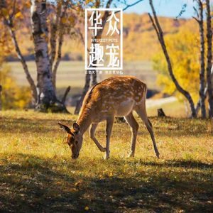 梅花鹿,梅花鹿产仔,梅花鹿价格,梅花鹿养殖,梅花鹿幼崽,鹿茸,鹿产品