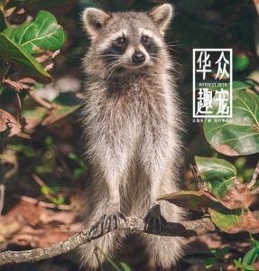 浣熊多少钱一只,浣熊在哪里买,浣熊,小浣熊,长鼻浣熊,浣熊价格,长鼻浣熊多少钱一只,长鼻浣熊价格,浣熊养殖,宠物浣熊,浣熊可以养吗